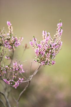 Bloeiende paarse heide bloemen op de veluwe.