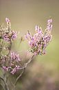 La bruyère violette fleurit sur le veluwe. par Karijn | Fine art Natuur en Reis Fotografie Aperçu