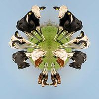 Dutch cows