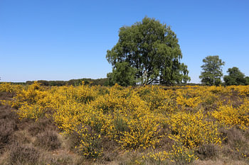 de natuur in bloei