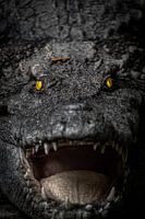 Ein aggressives Krokodil