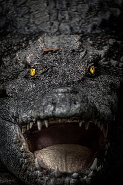 Un crocodile agressif sur Joost Potma