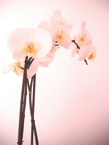 Orchid