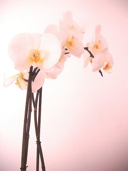 Orchidee von Desiree Barents