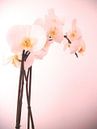 Orchidee von Desiree Barents Miniaturansicht
