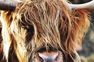 Schotse Hooglander