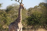 Afrikanische Giraffe von Stephanie Visser Miniaturansicht