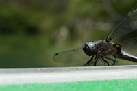 Libelle