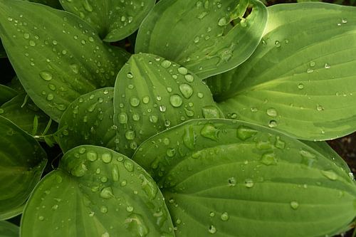 Hosta vertrekt na de regen