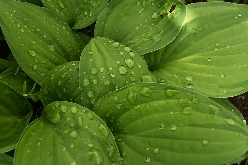 Hosta leaves after rain by Claude Laprise
