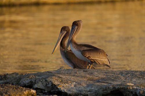 Twee bruine pelikanen (Pelecanus occidentalis) op rots bij Zakito Curaçao.