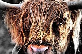 Hochlandkuh von Mad Dog Art