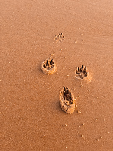 Tiny paw prints in the golden sand