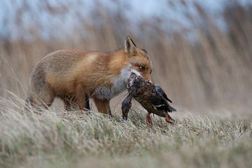 sucessful hunter... Red Fox *Vulpes vulpes* sur wunderbare Erde