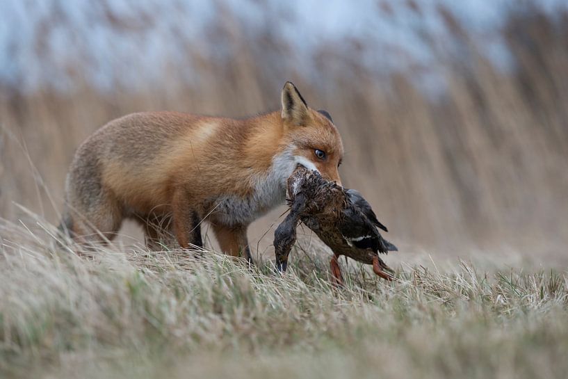 Fuchs mit Stockente... Rotfuchs *Vulpes vulpes* par wunderbare Erde