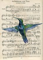 Hummingbird