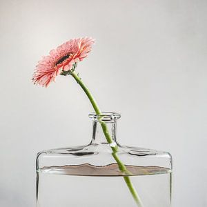 Gerbera in Vase