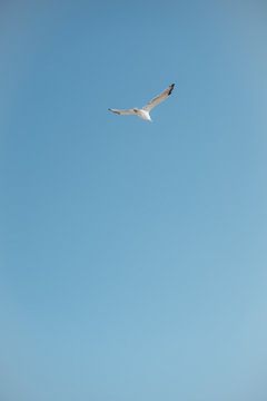 Zeemeeuw in blauwe lucht van Kevin IJpelaar
