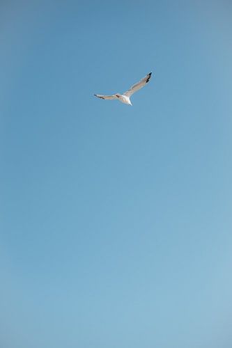Seagull in blue sky