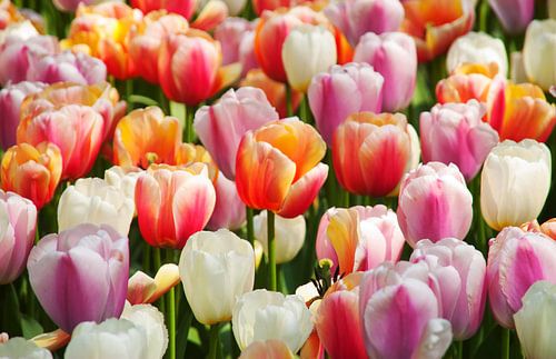 Prachtige gekleurde tulpen uit Nederland