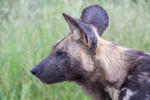 Wilde hond, kruger national park, zuid afrika