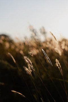 Macrofotografie van gras aan de rand van wijnvelden in de Franse Ardèche tijdens Golden Hour. van Fotograaf Elise