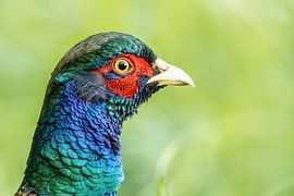 Fasanenhahn von Thomas Herzog