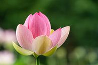 Lotusblüte von Sonja Tessen Miniaturansicht