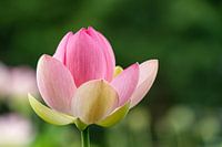 lotusbloem
