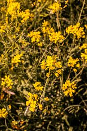 Lage Bergse Bos - Flowers no. 1