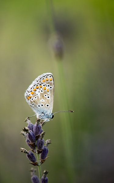 Icarusblauwtje. von Robert Moeliker