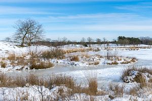 Hatertse und Overasseltse Vennen an einem schönen Wintermorgen mit Raureif.