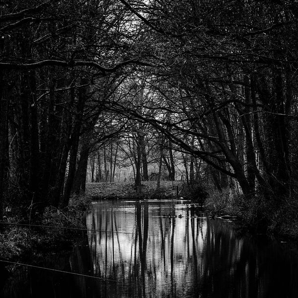 Enregistrement de la nature en noir et blanc Griendtsveen Pearl in the Peel par Piet Spierings