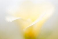 Bloem