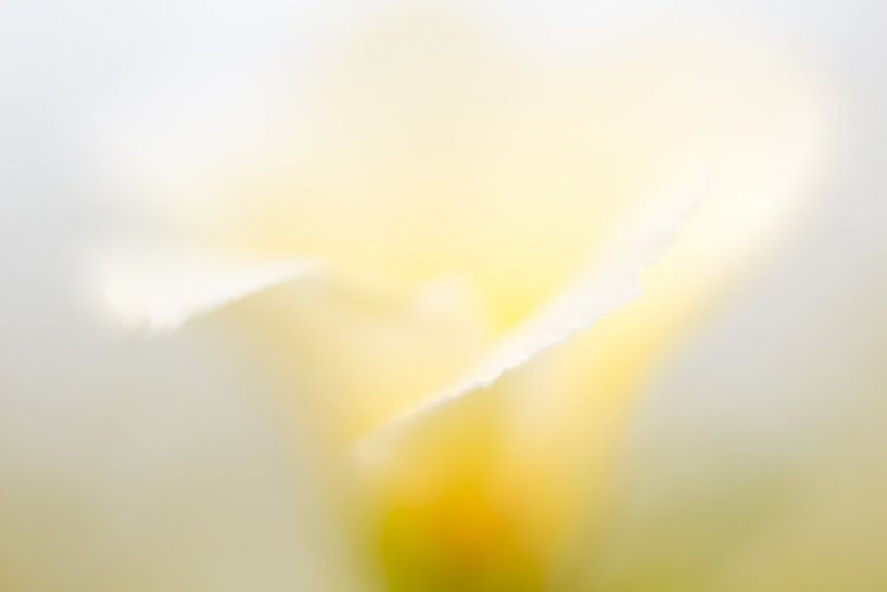 Flower by Vliner Flowers