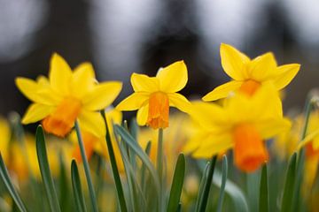 Daffodils by Natasja Bittner