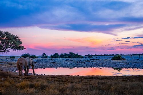 Elephant at waterhole