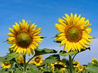 sunflower fields in provence are beautiful!