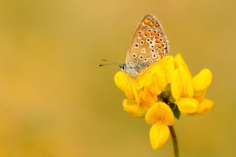 Common Blue by Erik Veltink fotografie