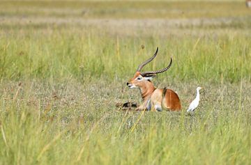 Letschwe Antilope
