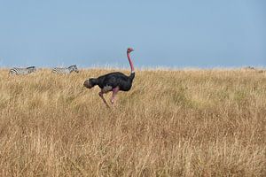 walking with company by Aline van Weert