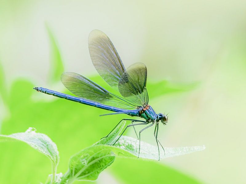Damselfly spreads its wings by Miriam van Dun