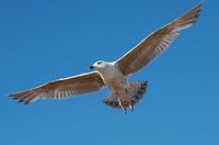 seagull in a clear blue summer sky