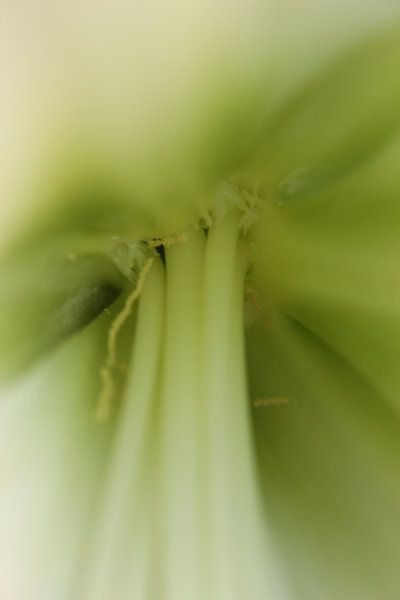 Masher by Bo Hendriksen