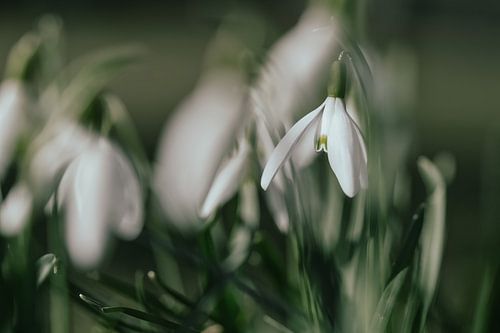 Snowdrops