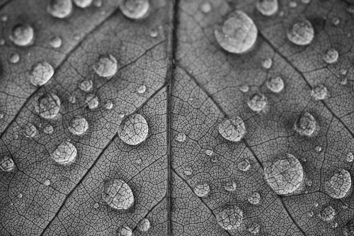 Drops on leaf (black and white) by Tomas van der Weijden