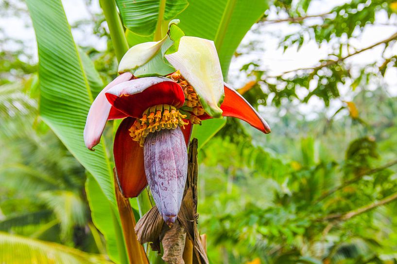 Tropical flower by Ivo de Rooij