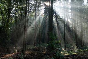 Scène brumeuse dans une vieille forêt avec des rayons de soleil, des ombres et de la brume.