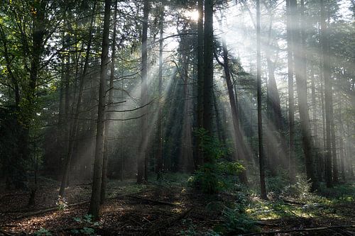 Mistige scene in een oud bos met zonnestralen schaduwen en mist