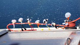 Fubby wickelt eine Leine von einem Segelboot. von Sailographic Paula